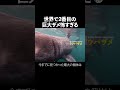 ホホジロザメより大きいサメ↑もう1種は本編で↑ #解説 #生物 #動物