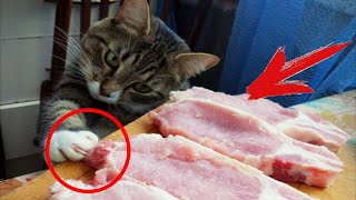 Я РЖАЛ ПОЛ ЧАСА!😂 СМЕШНЫЕ ЖИВОТНЫЕ!😺 ПОПРОБУЙ НЕ ЗАСМЕЙСЯ!😅