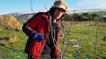 How to prune fruit trees  - Apple and Pear