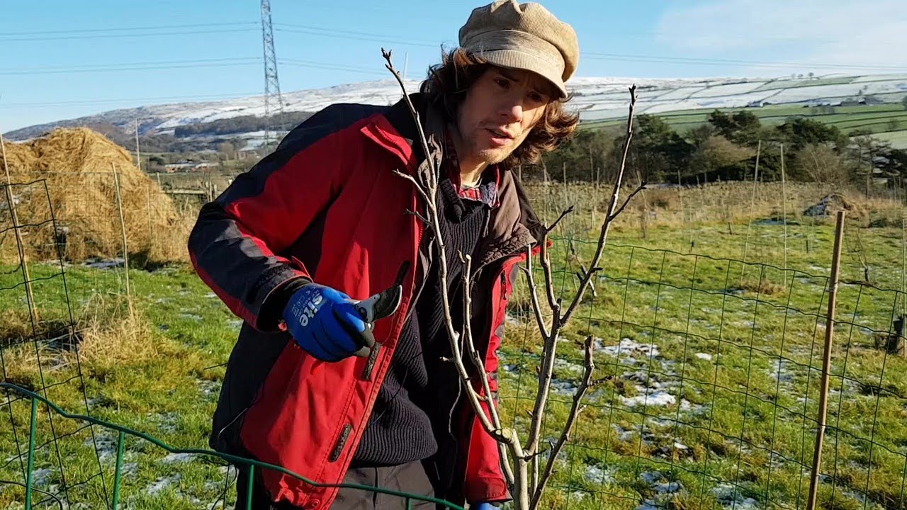 How to prune fruit trees - Apple and Pear - YouTube