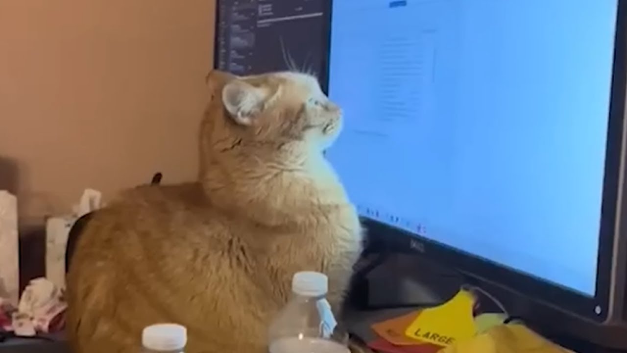 TRY NOT TO LAUGH   30 MINS of FUNNY CATS   PART 4