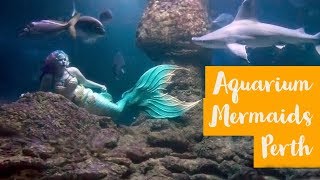 AQWA Aquarium Mermaids: Adventures with the Perth Mermaids