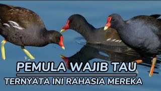 Suara pikat burung mandar sawah tunggal/masteran burung mandar sawah terbaru