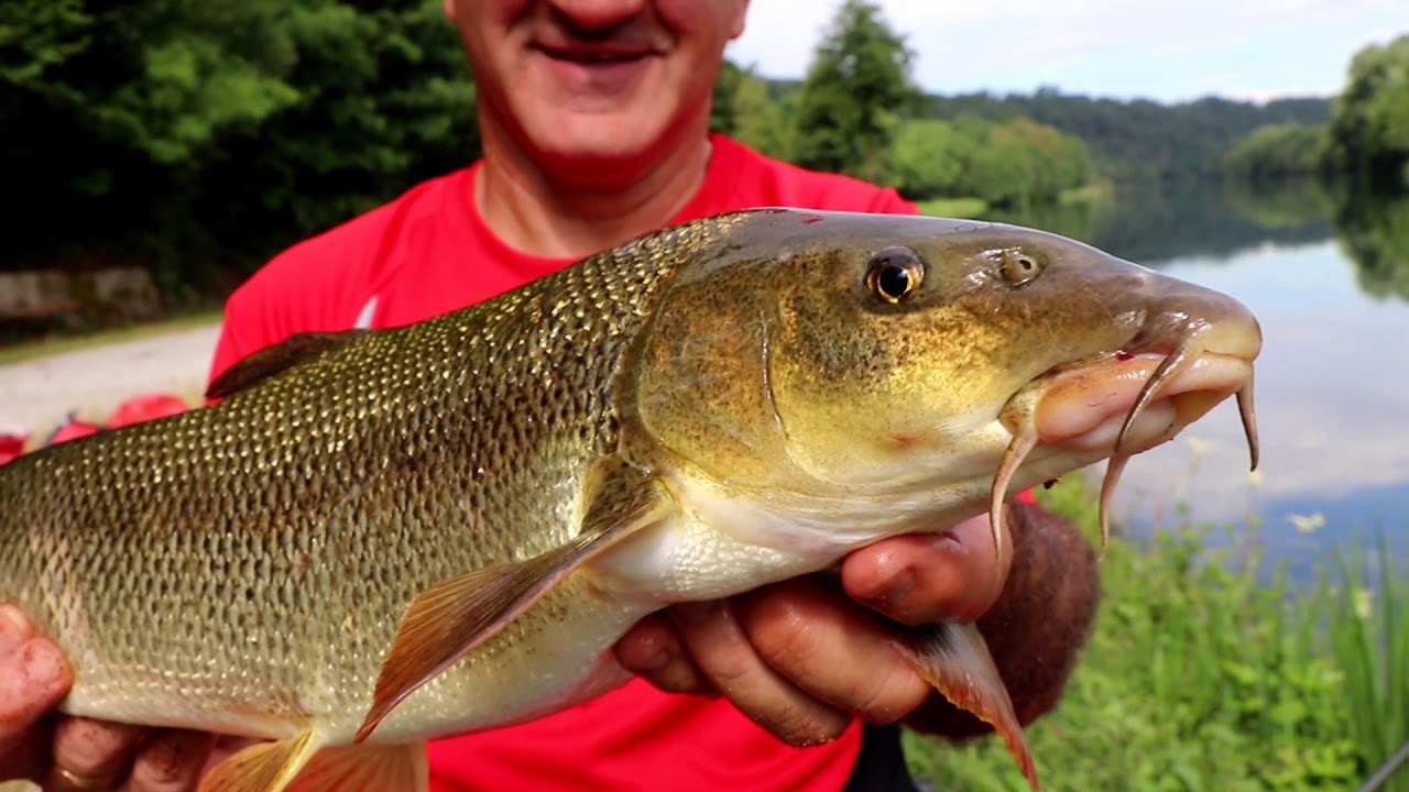 Bolognese Redvolution Morphing YouTube