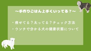 犬ご飯手作り講座｜体型管理とウンチで分かる健康状態について