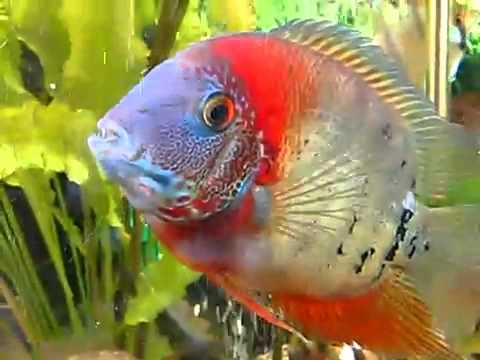 Цихлазома северум красноплечий (Heros cf appendiculatus Rotkeil)