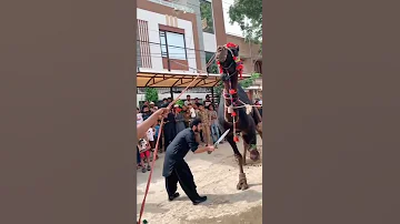 Black Camel Qurbani In Pakistan Short Eiduladha Shortvideo Qurbanistatus Deennpechalo 