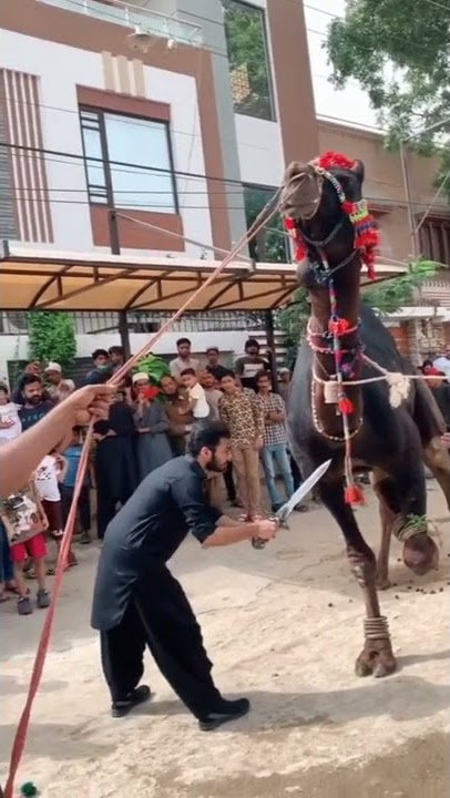 Black Camel 🐪 Qurbani 🔪in Pakistan 🇵🇰 #short #eiduladha #shortvideo #qurbanistatus #deennpechalo