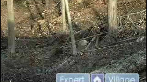 Removing a Widow-Maker Tree with a Rope: Part 2