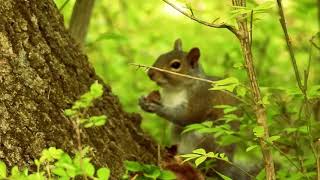 squirrels and chipmunks #birds #squirrel #nature #naturetrail