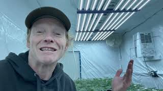 "First Week of Flower With Under Canopy Lights—Here's the Exact Light Recipe"