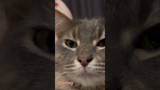 minky is purring like crazy 💕#asmr #purr #cat