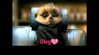 Oleg The Meercat