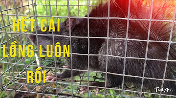 Thăm bẫy chuột và bẫy rắn, dính con chuột đầy luôn cái lồng | Niềm Vui Sông Nước |