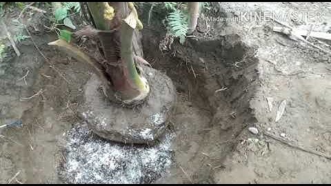 How to transplant 2-3 year age coconut palm tree.