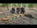 Sauen & Bockjagd im Urwald von Meckpomm | Hunt on Demand Free Episode - Jagdkrone