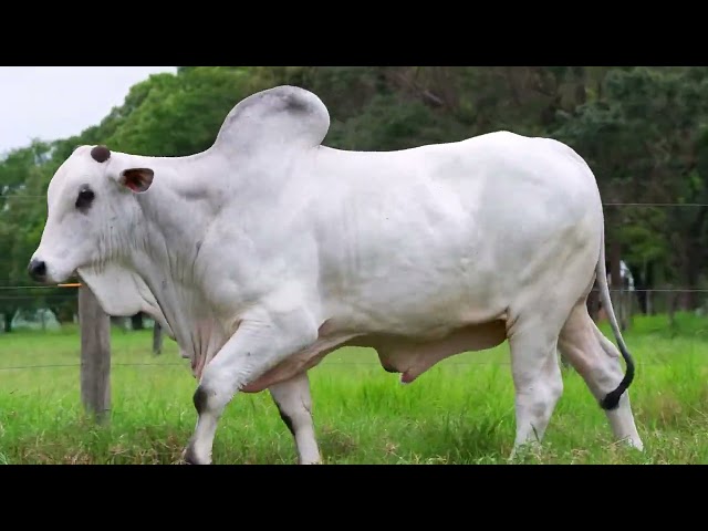 Lote 14 - Leilão Virtual da Estação - Touros Fazenda Bonsucesso