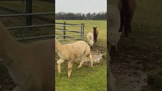 Alpacas Adorably Jump Over Puddle!