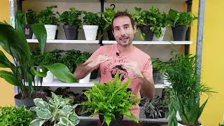 5 PLANTAS de SOMBRA para INTERIORES y la VERDAD sobre la LUZ ARTIFICIAL en las PLANTAS