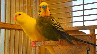 5 Hr Budgies Chirping Parakeets Sounds Reduce Stress , Relax to Nature Bird Sounds