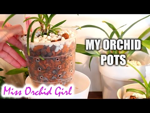 Orchid