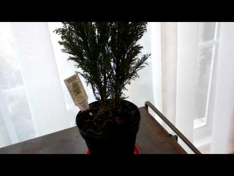 european-cypress-savings-[eucelia-gardens]