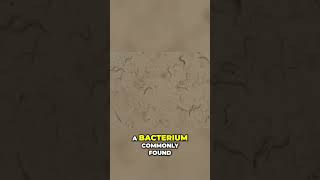 Binary Fission: Uncovering Bacteria's Reproduction Secrets #ScienceExplained #LearnBiology #Bacteria