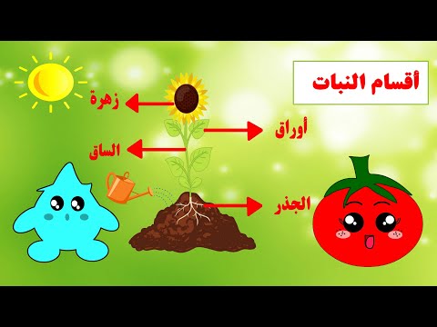 أقسام النبات أقسام النباتات النباتات أجزاء النبات مغامرات بندورة ونقوط الزراعة للأطفال