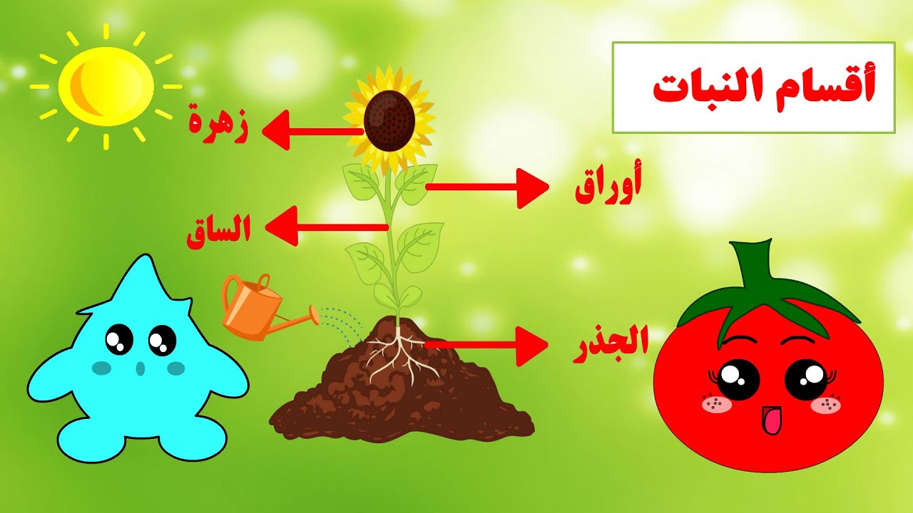 أقسام النبات - أقسام النباتات - النباتات - أجزاء النبات - مغامرات بندورة ونقوط - الزراعة للأطفال