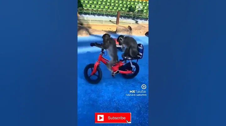 Monkey Driving Bicycle #shorts