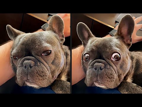 The Funniest Dog Videos Ever Part 2 