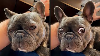 The Funniest Dog Videos Ever (Part 2)