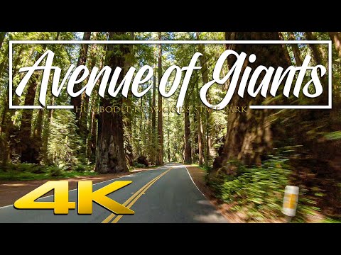 Video: Humboldt Redwoods State Park: Den komplette guide