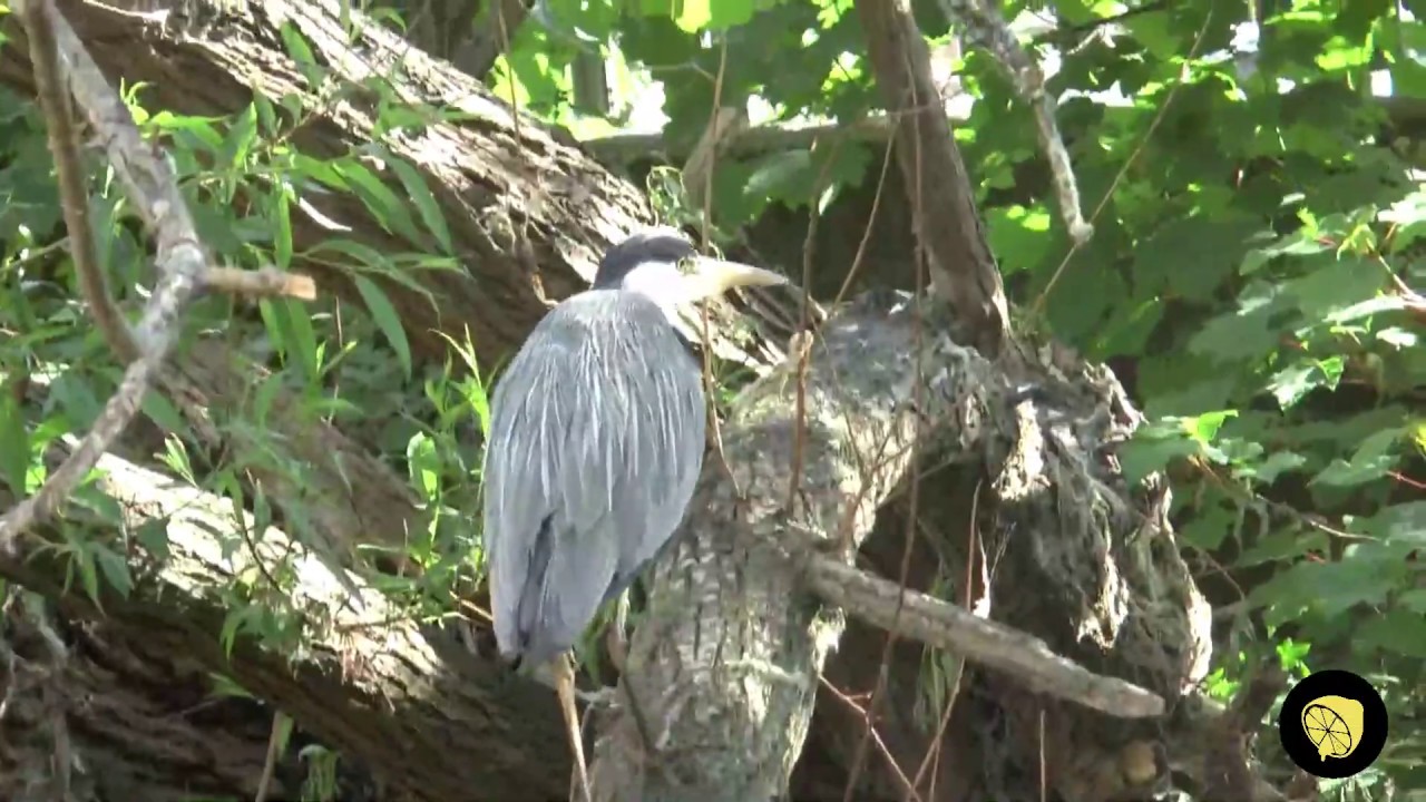 Christian Cooper Case Sparks First Ever 'Black Birders Week'
