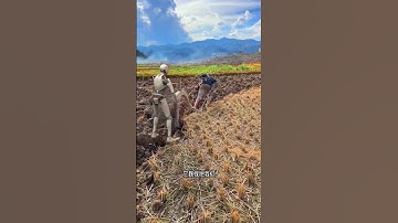 Weird phenomenon Robots command people to pull plows   Robots in rural China