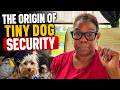 The Origin of Tiny Dog Security: How Gizmo Got His Job