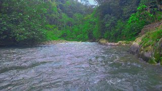 The calming sound of the river, the shady forest, | White Noise