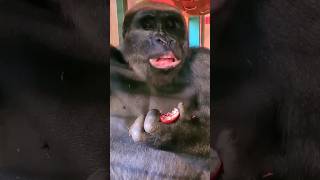 This Male Really Enjoyed That Pomegranate Skin! #Gorilla #Asmr #Mukbang #Eating