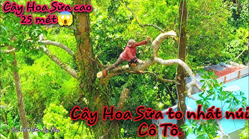 Ba Tùng Cắt cây Hoa Sữa và cây Sao cao 25mét trên núi.