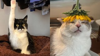 Try Not To Laugh  New Funny Cats Video   Just Cats Part 23