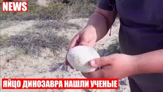 Сохранившееся яйцо динозавра нашли ученые в Рио-Негро, в Аргентине