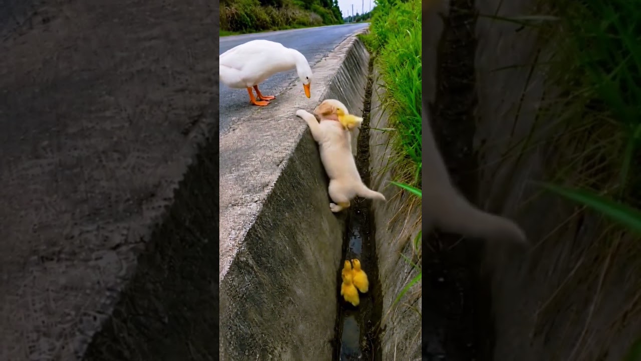 The best day is the day we offer sincere help. 🌟🐶🐣❤️ #shorts #dog #cute