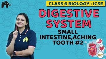 Digestive System Class 6 ICSE Biology Chapter 4 | Selina | Small Intestine,Aching Tooth #2