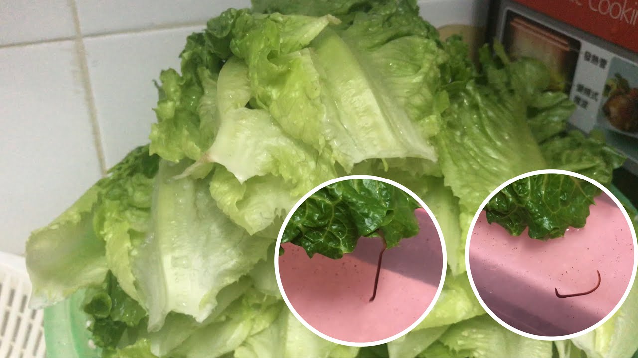 How to get rid of lettuce worm RHEA JOY'S TV YouTube