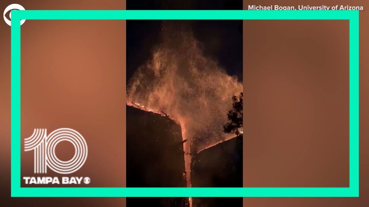 Lightning strikes pine tree, splitting it down the middle YouTube