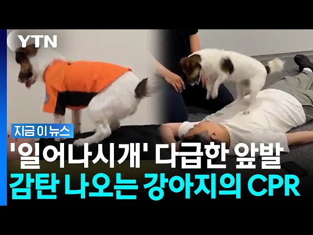 심정지 환자 보자 앞발로 냅다…'조회수 폭발' 역대급 강아지 [지금이뉴스] / YTN