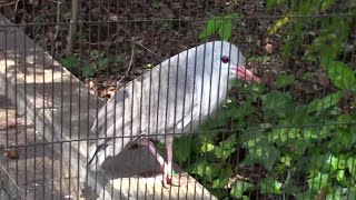 国内唯一の展示!飛べない鳥「カグー」(野毛山動物園)Kagu 国内唯一の展示!飛べない鳥「カグー」(野毛山動物園)Kagu