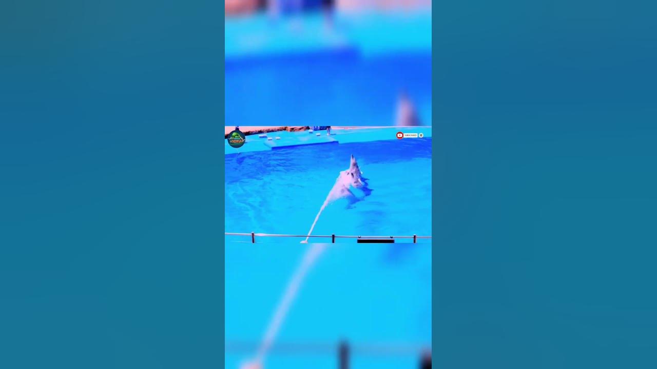 Dolphin Show 🐬/ Dolphin intelligence 🥰 / Funny Animal World / 2023