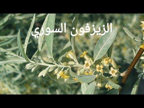 فيديو: هل يجب أن أزرع شجرة الزيزفون؟