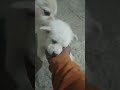 Everyone should like this video #puppy #pomeranian #dog
